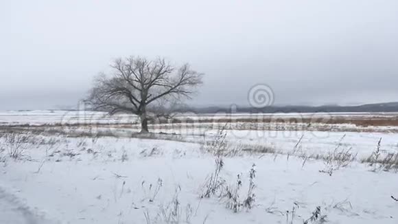 干燥的草沼冬天的芦苇美丽的寒冷的风景自然视频的预览图