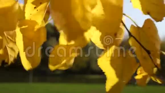 秋风和阳光下树枝上的金叶视频的预览图