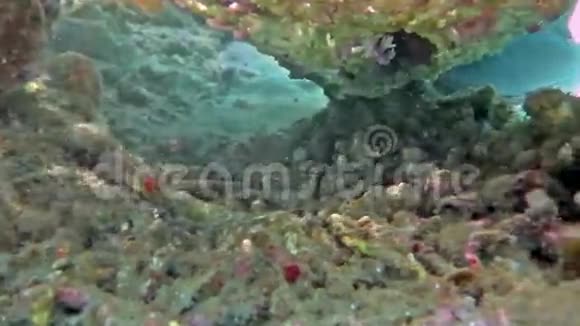 在巴厘岛群岛水下游泳的黑尖暗礁鲨鱼视频的预览图