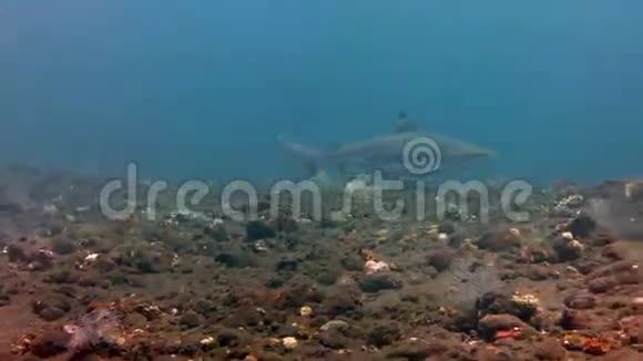 在巴厘岛群岛水下游泳的黑尖暗礁鲨鱼视频的预览图