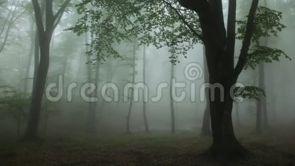 黑雾进入森林恐怖场面视频的预览图