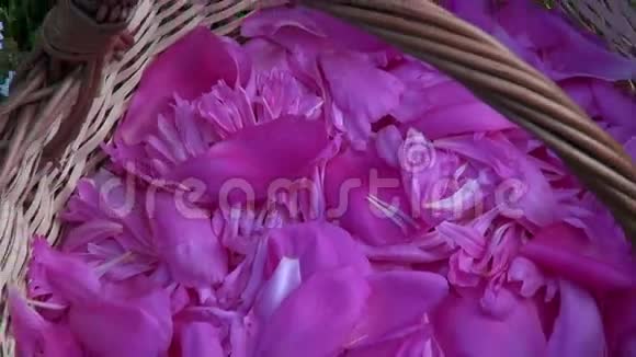 粉红色的欧洲牡丹花瓣在编织的木篮里视频的预览图