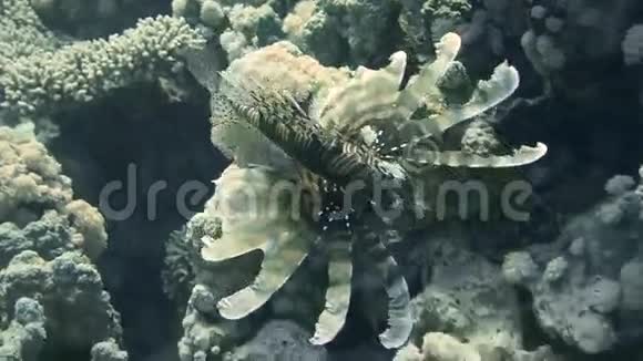 水下珊瑚礁中五颜六色的小鱼中的狮子鱼视频的预览图
