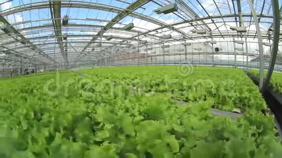 在温室里种生菜视频的预览图