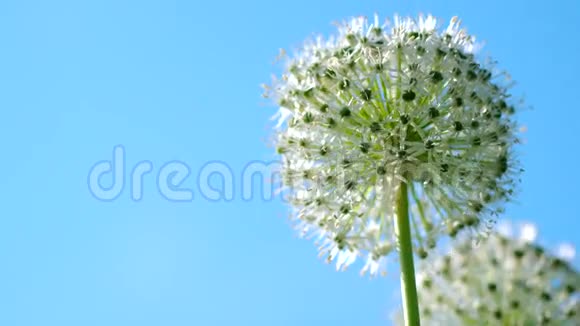 美丽的白色allium圆形地球仪形状的花朵随风飘扬视频的预览图