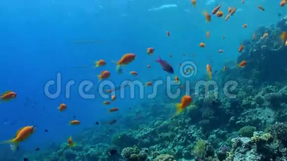 珊瑚礁的水下景观红海视频的预览图