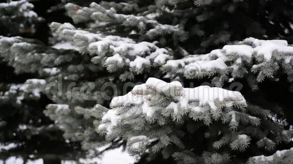 公园雪中云杉的枝条视频的预览图