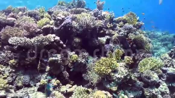 珊瑚礁的水下景观红海视频的预览图