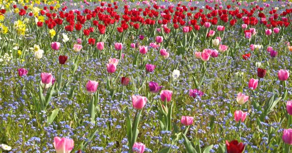 春天的粉红郁金香花园视频的预览图