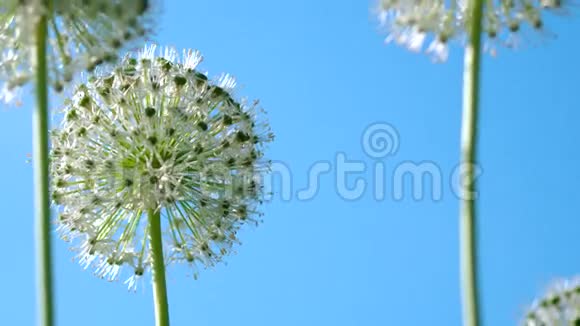 美丽的白色allium圆形地球仪形状的花朵随风飘扬视频的预览图