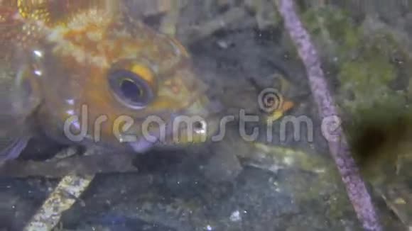 日本海水下岩石中的鱼和海胆视频的预览图