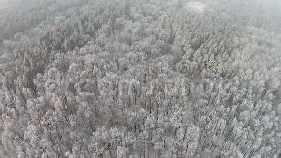 冬季森林的空中景色树木上有雪视频的预览图