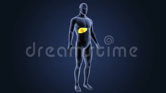 人体器官肝脏视频的预览图