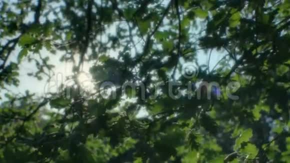 希望的阳光透过树叶视频的预览图