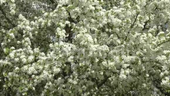 花的苹果树白色视频的预览图