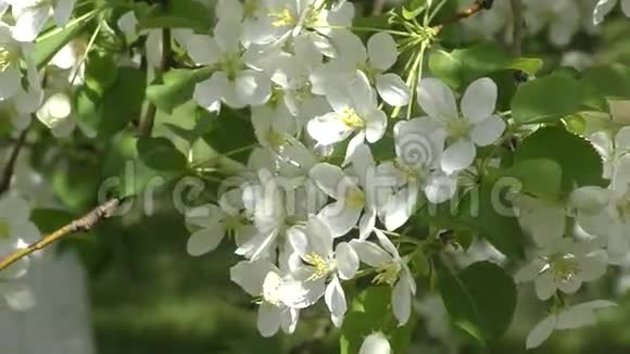 花的苹果树白色视频的预览图
