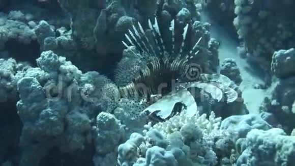 水下珊瑚礁中五颜六色的小鱼中的狮子鱼视频的预览图