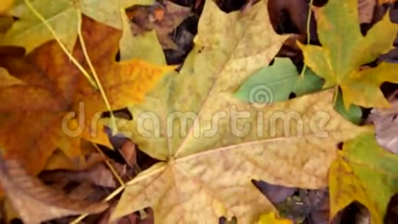 秋天的枫叶背景视频的预览图