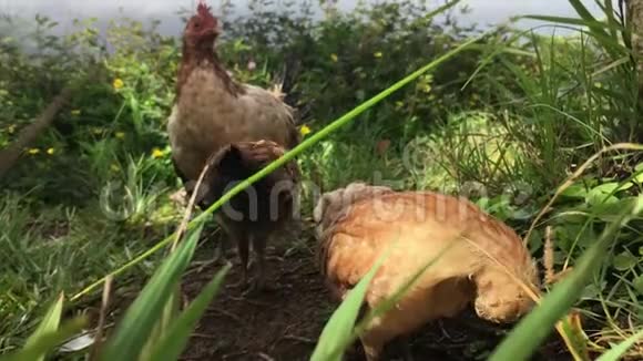在夏威夷考艾岛的雨中母鸡和小鸡在山顶自我清洁俯瞰哈纳利山谷视频的预览图