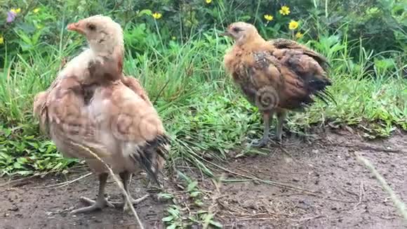 在夏威夷考艾岛的雨中母鸡和小鸡在山顶自我清洁俯瞰哈纳利山谷视频的预览图