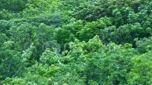 林地森林风景视频的预览图