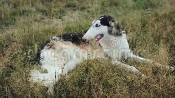 俄罗斯猎犬在草地上散步视频的预览图