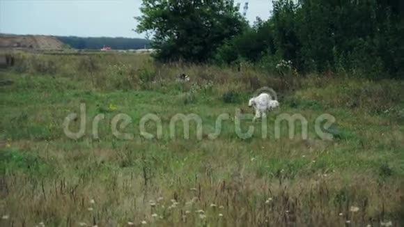 俄罗斯猎犬在草地上散步视频的预览图
