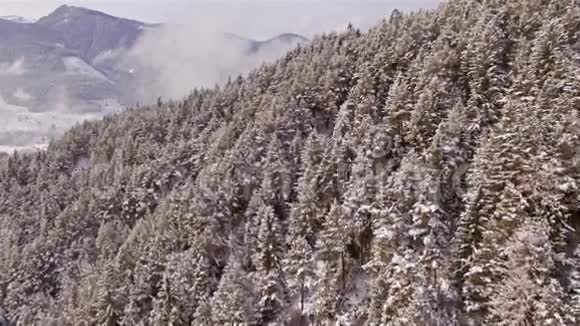 雪山树木空中4K视频的预览图