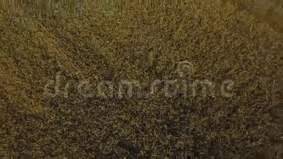 金色麦田的鸟瞰图空中录像视频的预览图