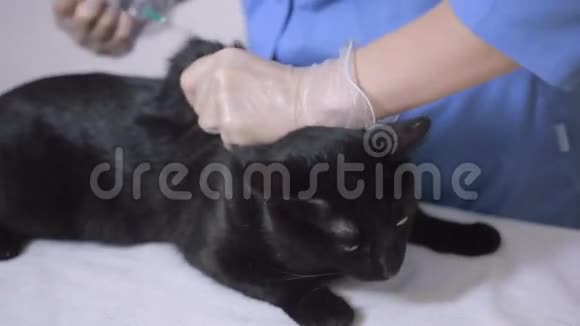 兽医在兽医诊所检查猫视频的预览图