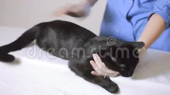 兽医在兽医诊所检查猫视频的预览图