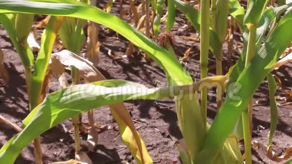玉米田运动玉米农场稳定农业美国绿草农业自然视频美国玉米农场视频的预览图