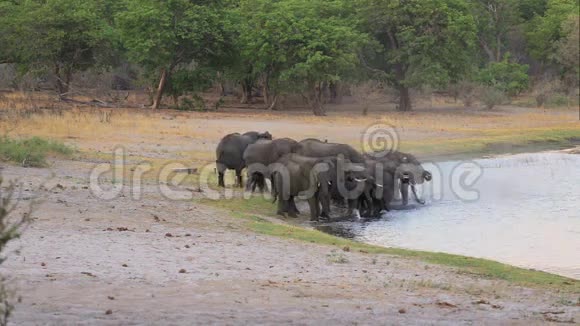 一群非洲象在水坑里视频的预览图