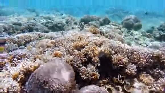在印度洋潜水印度尼西亚视频的预览图