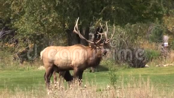 牛麋鹿在草甸布格林视频的预览图