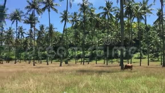 印度尼西亚隆博克的棕榈树视频的预览图