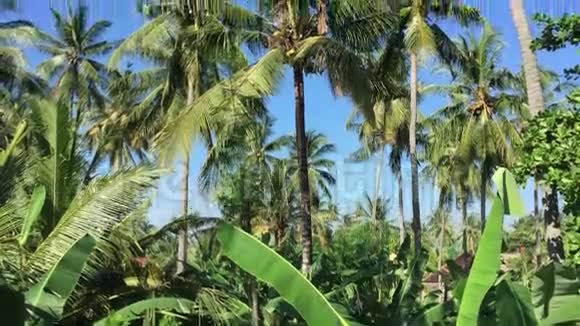 印度尼西亚隆博克的棕榈树视频的预览图