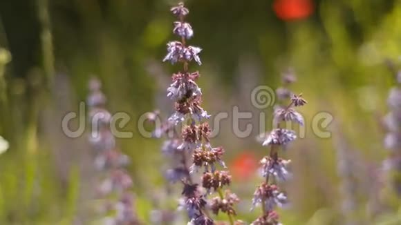 植物花上的蜜蜂视频的预览图