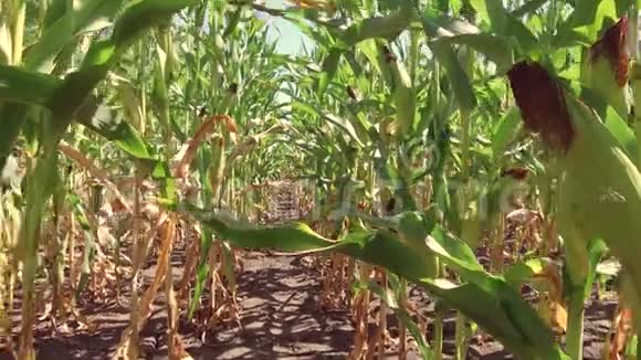 玉米地玉米农场稳定性绿草农业美国自然视频美国运动玉米农场视频的预览图