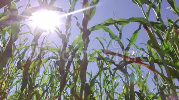 玉米田玉米运动农场视频稳定农业绿草农业美国自然美国玉米农场视频的预览图