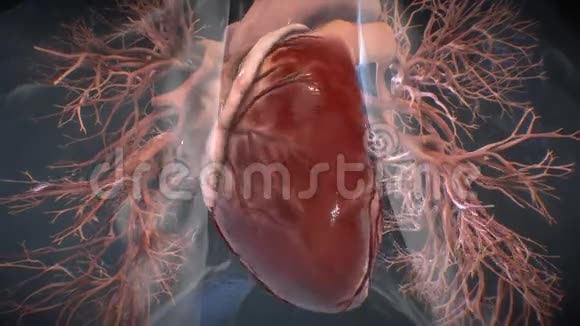 不同效果的心跳解剖模型视频的预览图