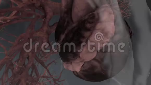 不同效果的心跳解剖模型视频的预览图