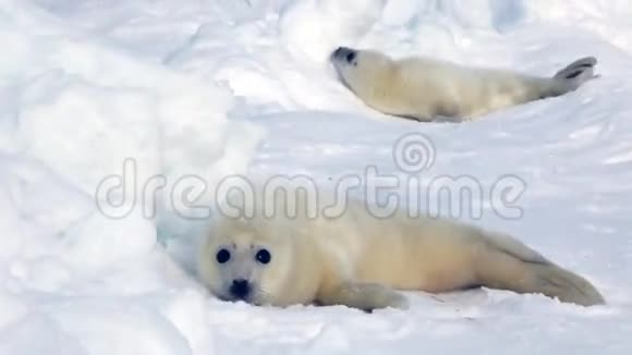 可爱的新生海豹在冰上寻找妈妈视频的预览图