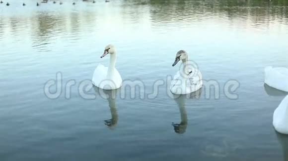白色天鹅在湖上慢动作视频的预览图
