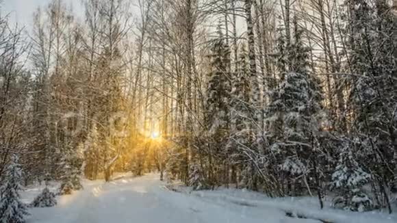 冬雪林中的软雪傍晚的冬景雪中的云杉枝视频的预览图