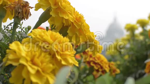 维多利亚纪念加尔各答加尔各答西孟加拉邦印度视频的预览图