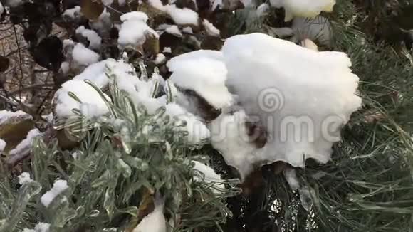 圣诞树上覆盖着雪视频的预览图