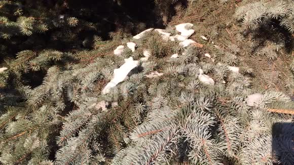 圣诞树上覆盖着雪视频的预览图