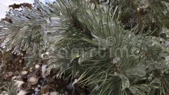 圣诞树上覆盖着雪视频的预览图