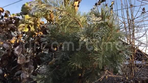 圣诞树上覆盖着雪视频的预览图